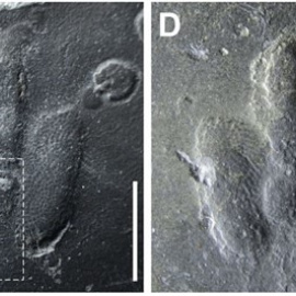 Halladas impresiones de piel de dinosaurio preservadas