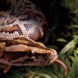 Ejemplar de serpiente pitón de Birmania.- FLORIDA AQUARIUM