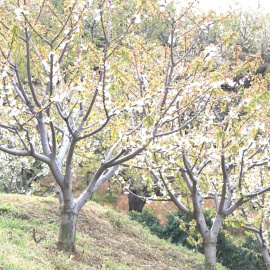 La cancelación de las fiestas del cerezo en flor daña a hosteleros
