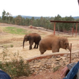 Elefantes en la Reserva del Castillo de las Guardas, en una imagen de la página web del propio zoológico.