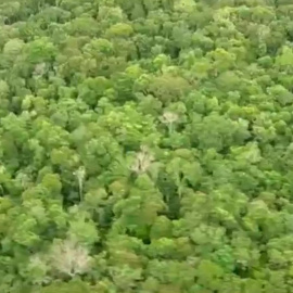 Científicos advierten que un millón de especies está en riesgo de extinción