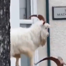 Los animales se adueñan de las ciudades por el confinamiento