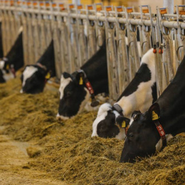Varias vacas se alimentan en una granja robotizada./EFE