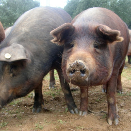 Cerdos ibéricos. Imagen: CC Wikipedia
