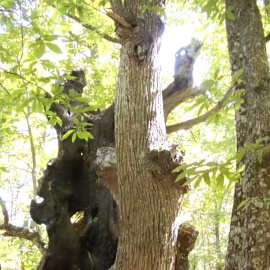 El castañar de El Tiemblo, una reserva natural gestionada "como un merendero"