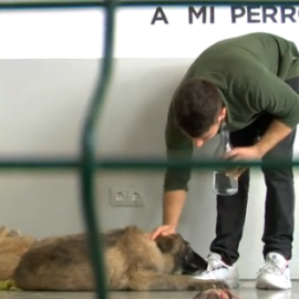 Una cafetería en la que entras a por un café... y puedes salir con un nuevo 'mejor amigo'