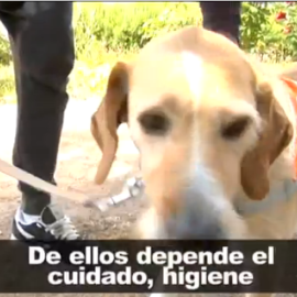 Las terapias con animales llegan a las cárceles de nuestro país