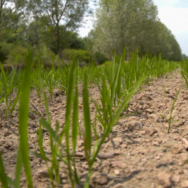 El cambio climático ya afecta a la producción de alimentos