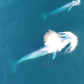 El calentamiento de los mares podría reducir un 17% la biomasa marina