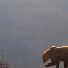 27/12/21. Ejemplar de oso pardo en el santuario de Mramor (Kosovo) a 22 de diciembre de 2021.