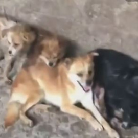 Público al Día - 19 de junio de 2019