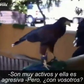 Bisontes, lobos árticos, zarigüeyas... ¿Qué peligros entraña tener uno de estos animales como mascota?