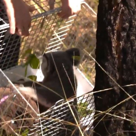 Maryanne, la koala 'milagro', es libre