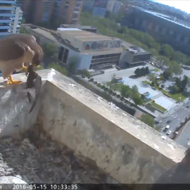 Los vencejos celebran por primera vez su Día Mundial
