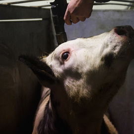 Imagen de 'Tras los muros', proyecto de Aitor Garmendia