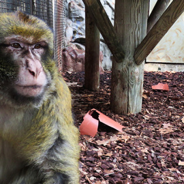 Imagen cedida a PÚblico por ANIMA NATURALIS