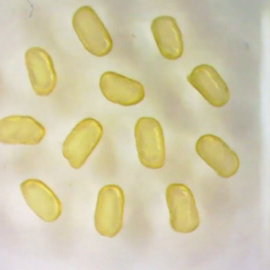 Científicos desarrollan "imanes" líquidos con gotas magnéticas