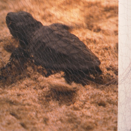 Valencia exhibe las "amenazas y tesoros" del mar Mediterráneo 