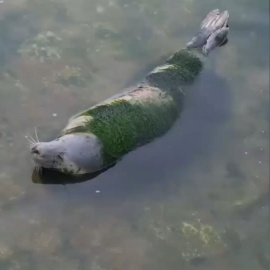 Animales abandonados en el minizoo de la Magdalena en Santander