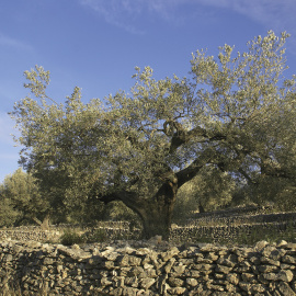 Olivos en El Perelló.- HANS HILLEWAERT