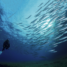 Banco de barracudas en la reserva marina del Toro en Mallorca.-MIQUEL GOMILLA