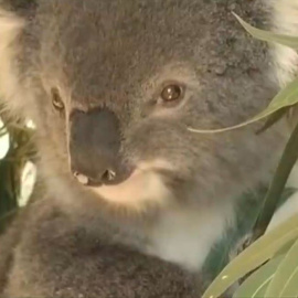 Los koalas podrían extinguirse antes de 2050