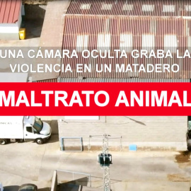Maltrato animal: una cámara oculta graba la violencia en un matadero