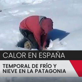 Rescatando ovejas sepultadas bajo la nieve