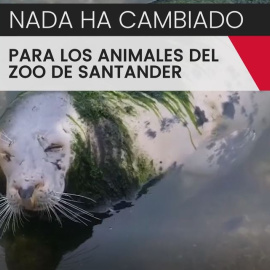 Focas y pingüinos abandonados a su suerte en Santander