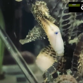 Operación salvar al caballito de mar