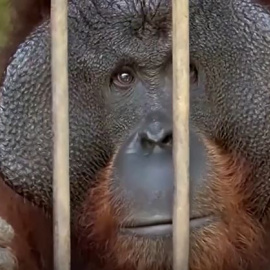 Salvados dos orangutanes de una muerte segura