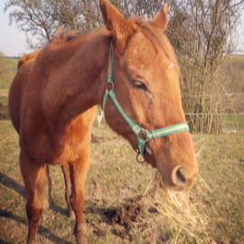 Caballos mutilados en Francia