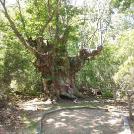 'Los castaños centenarios', una ruta accesible en la Peña de Francia