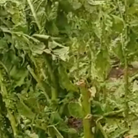 Las tormentas de granizo en el norte de Cáceres dañan la cosecha de tabaco