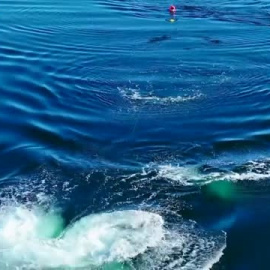 Espectaculares imágenes del rescate de una ballena atrapada en Canadá