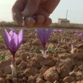 Bienvenida al oro rojo