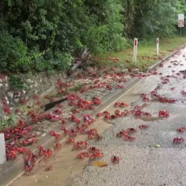 Millones de cangrejos rojos comienzan su migración anual en la australiana Isla de Navidad