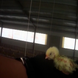 Equalia denuncia el maltrato animal en dos macrogranjas avícolas en Sevilla y Tarragona