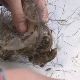 Los nidos se llenan de basura y pierden un tercio de sus crías