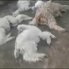 Mueren más de 25.000 alpacas en Perú por culpa del frío