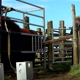 Así son las granjas de sangre: extracción masiva de hormonas de yeguas preñadas y maltrato animal