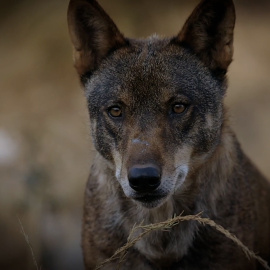 'Compartiendo la Tierra', el documental sobre la coexistencia de la ganadería y el lobo