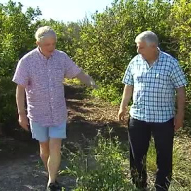 Más mosquitos que en verano por las altas temperaturas en pleno otoño