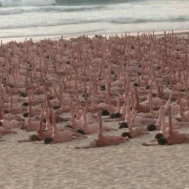 Miles de personas posan desnudas en Sídney para concienciar sobre el cáncer de piel