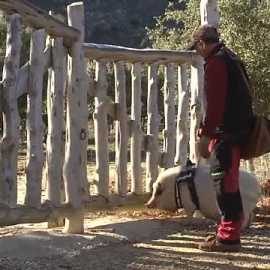 Bulla: la mejor recolectora de trufas negras