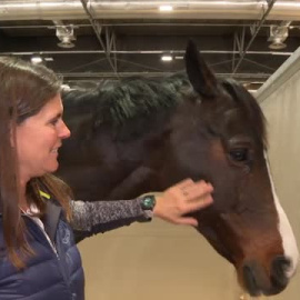 Caballos que son verdaderos atletas, protagonistas únicos de la Horse Week