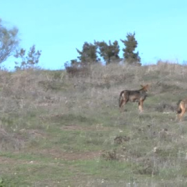 35 fotógrafos de toda España retratan en Sevilla a una manada de lobos en semilibertad