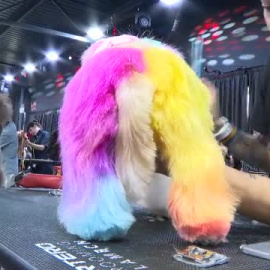 La creatividad de las tijeras obra su magia en el Campeonato Internacional de Peluquería Canina