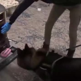 Espectacular detención en Turquía de una sospechosa del atentado en Estambul