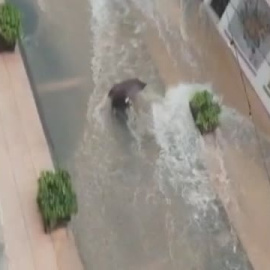 En Valencia siguen limpiando para recuperarse de las inundaciones del fin de semana